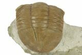 Valdaites Trilobite From Russia - Rare Species #191017-6